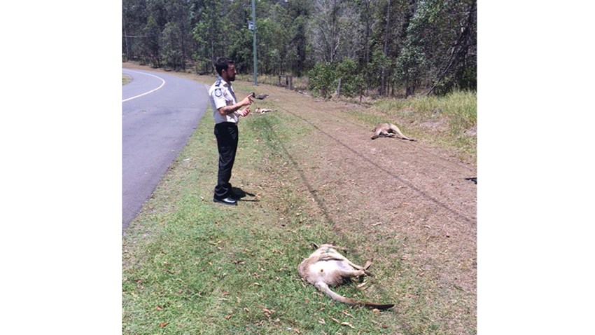 Australia Kangaroos Killed