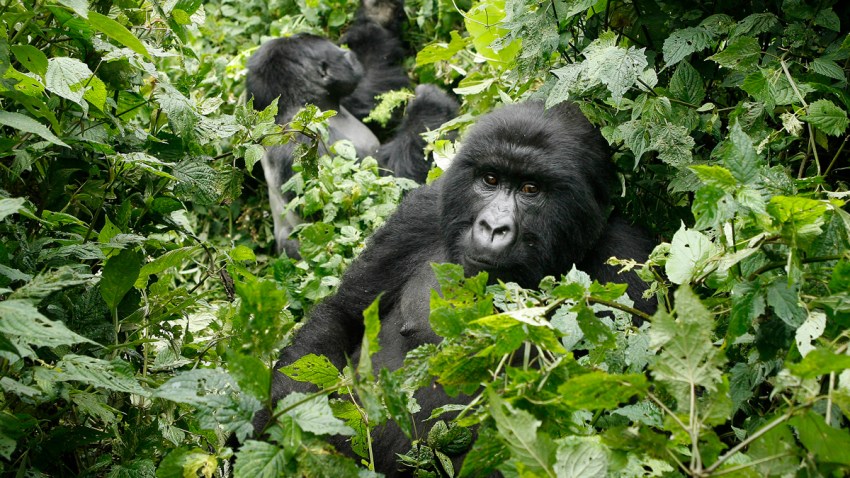 Congo Virunga Park