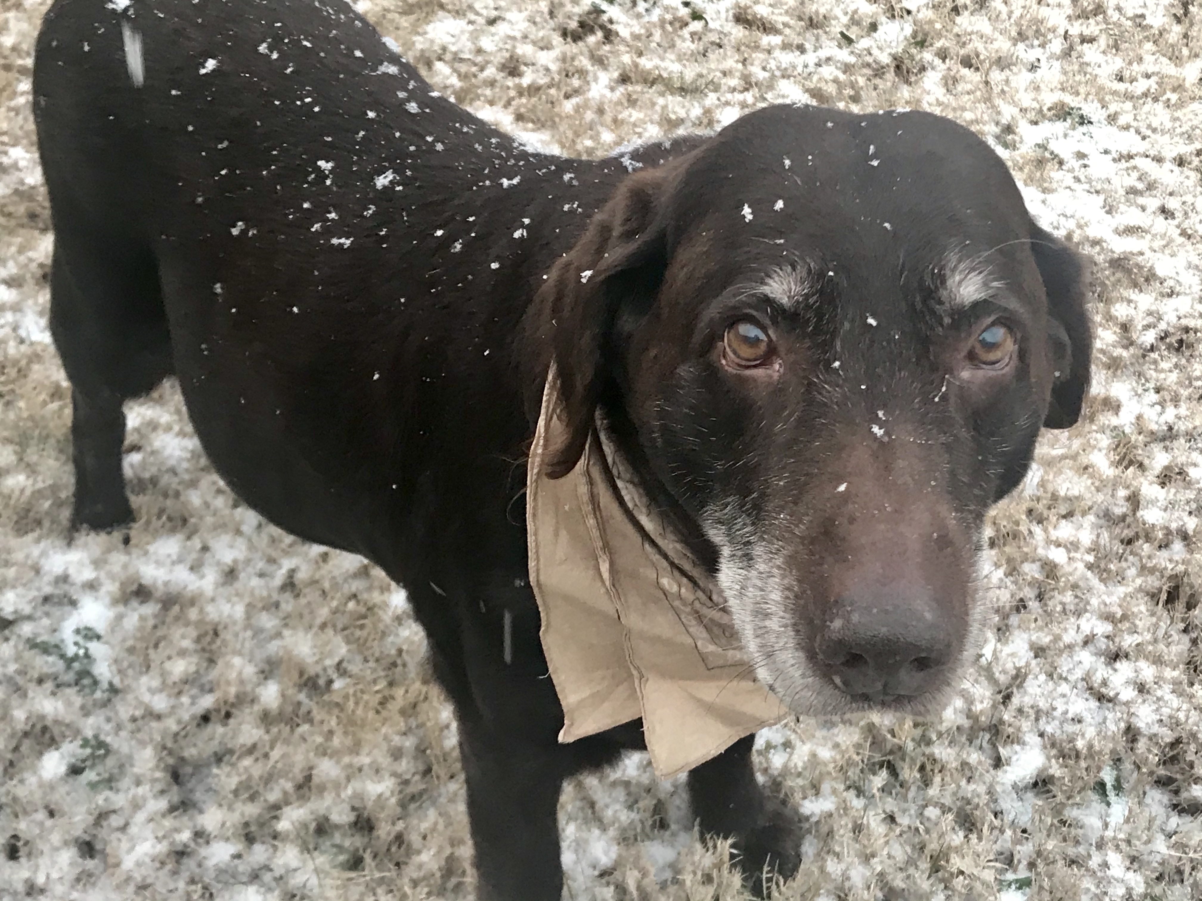 Danny is a fourteen year old Chocolate Lab. He is enjoying today’s snow in Argyle, Texas.