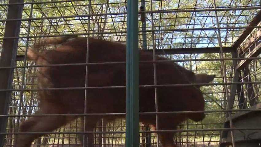 Arlington feral hog