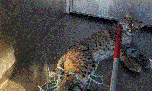 Bobcat Rescued After Getting Stuck In Keller Soccer Net Nbc 5 Dallas