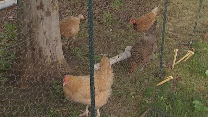 City Council Oks Backyard Chickens In Farmers Branch Nbc 5