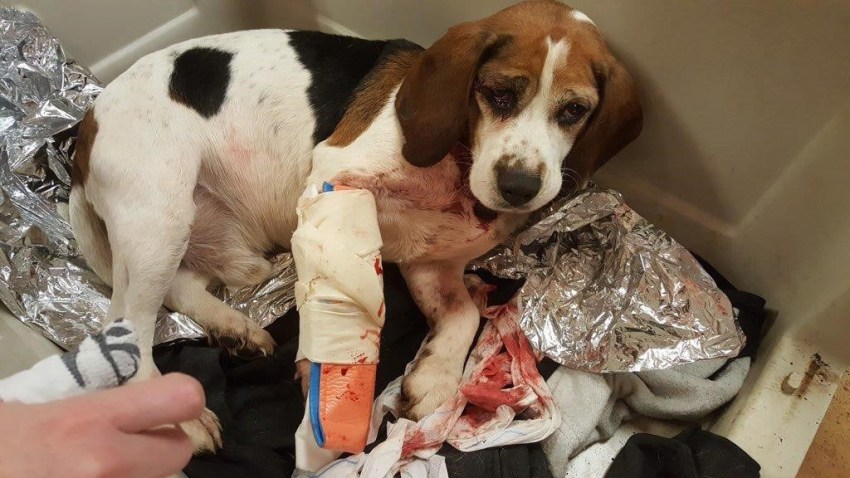 Beagle Highway Rescue