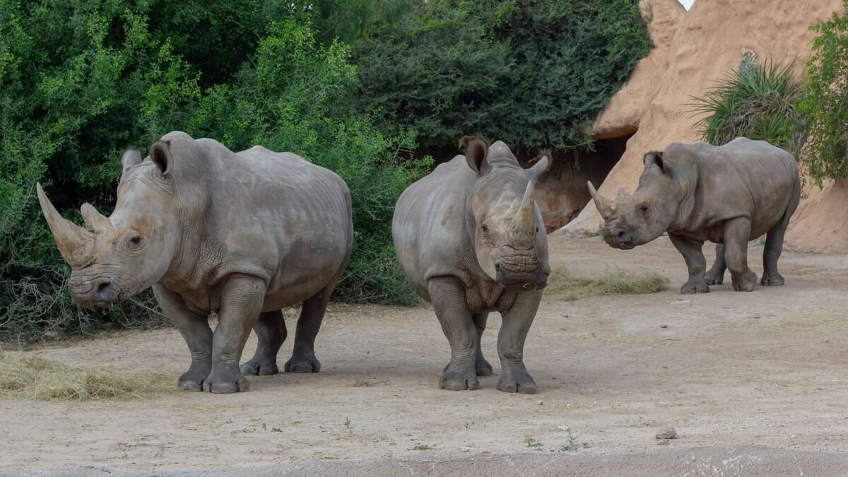 Endangered White Rhino at Gladys Porter Zoo in Brownsville – NBC 5