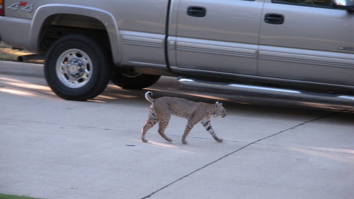 plano-neighborhood-on-edge-after-bobcat-sighting-nbc-5-dallas-fort-worth