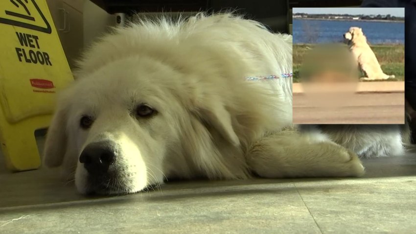 Brian-the-Pyrenees
