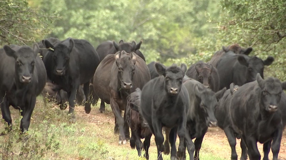 Special Rangers Tasked With Investigating Cattle Crimes Nbc 5