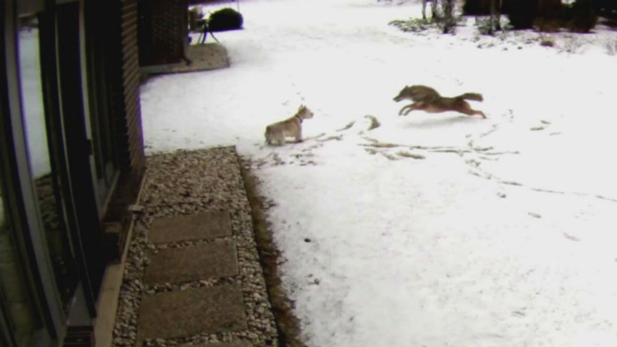 Brutal Coyote Attack on Northfield Family’s Dog Caught on Surveillance