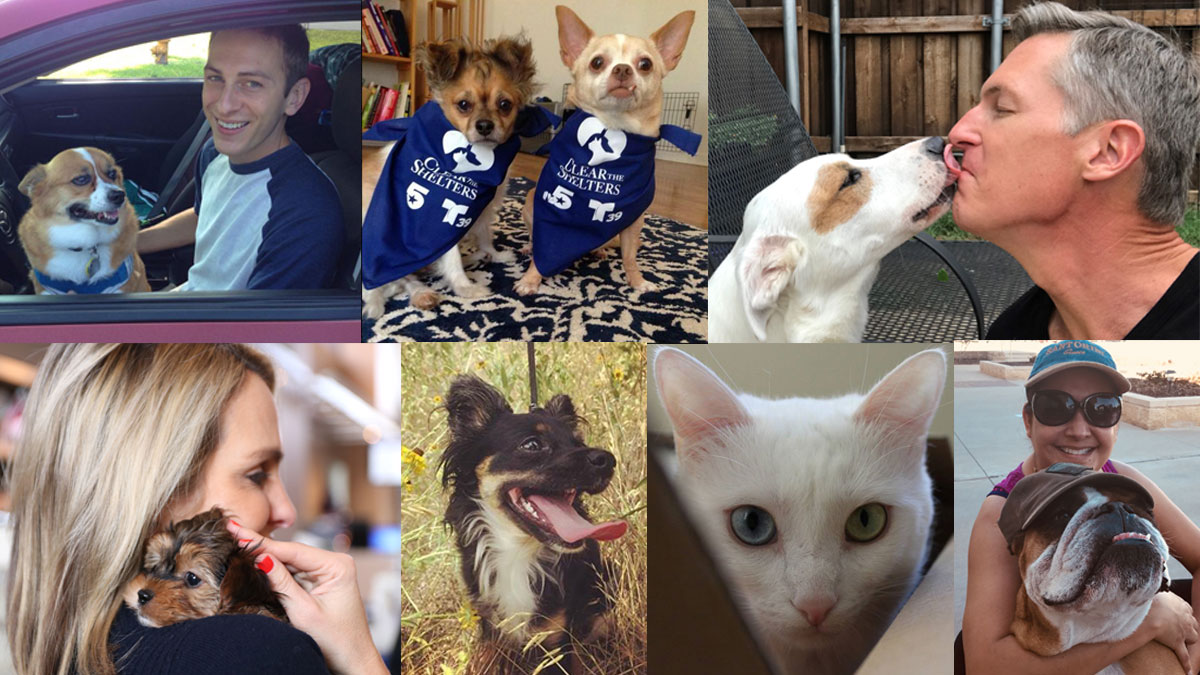 Pet Love Stories Nbc 5 And Telemundo 39 Staff Members Share