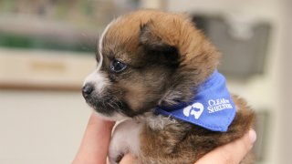 puppy in a clear the shelters bandana