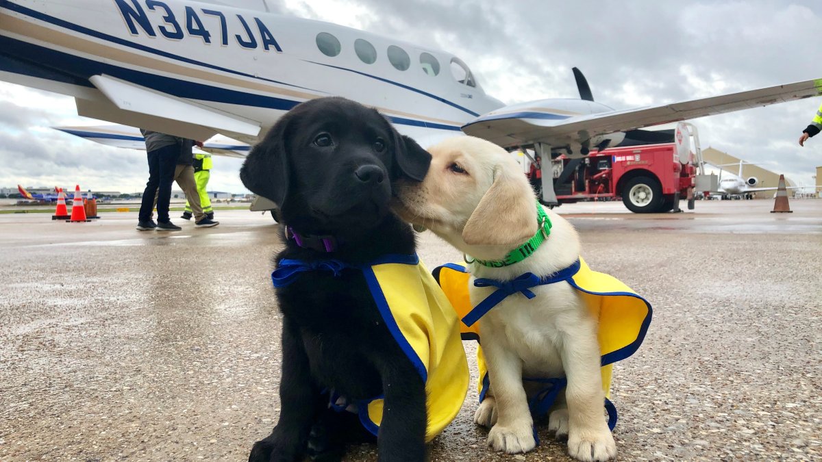 Special Service Dog Puppies Arrive by Plane at Love Field – NBC 5 ...