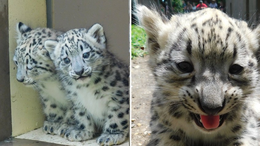 Cape May Snow leopard