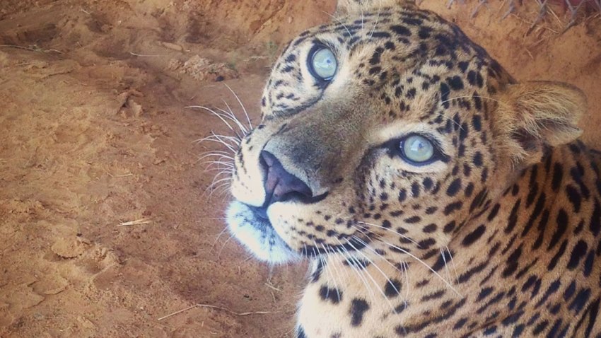 Care-Leopard1