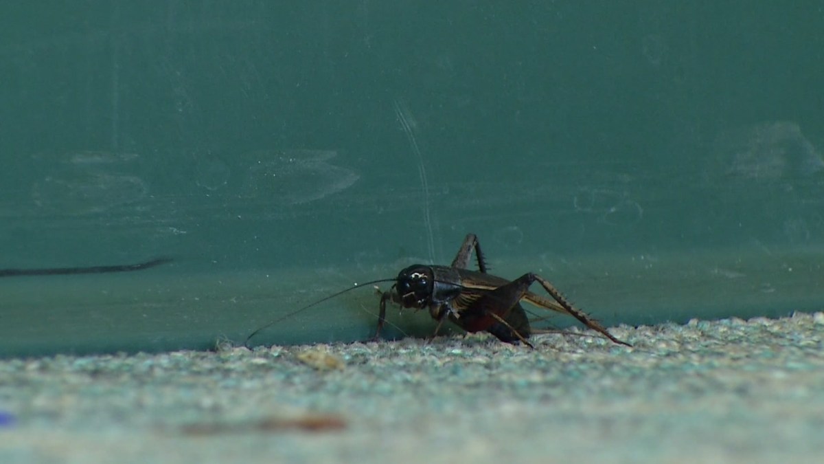 Crickets Invade North Texas NBC 5 DallasFort Worth