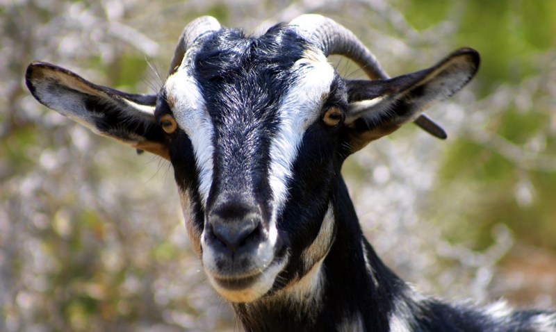 Cubs_goats