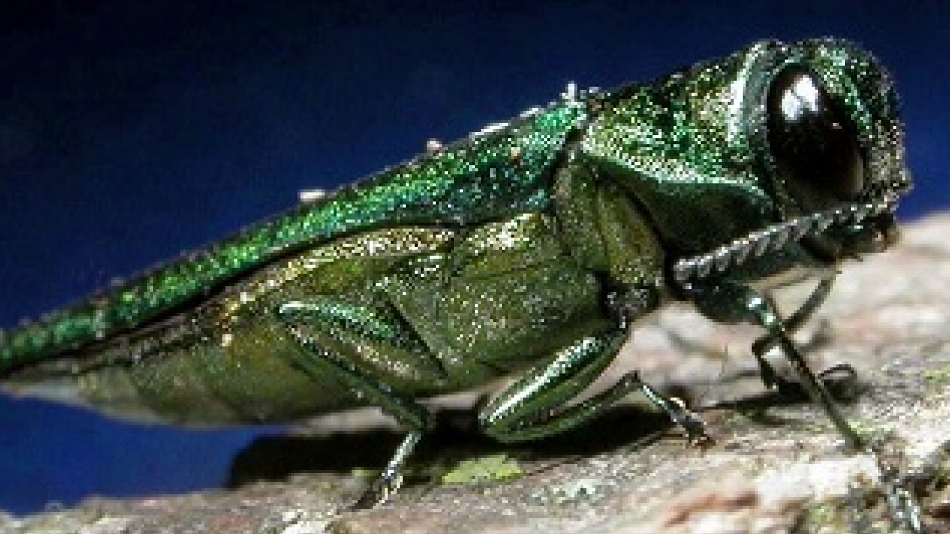 Invasive Tree-Killing Beetle Continues March Across Texas – NBC 5 ...