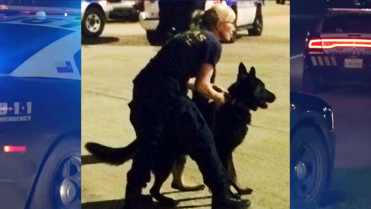 Dallas Police K9 Officer Injured on the Job NBC 5 DallasFort Worth