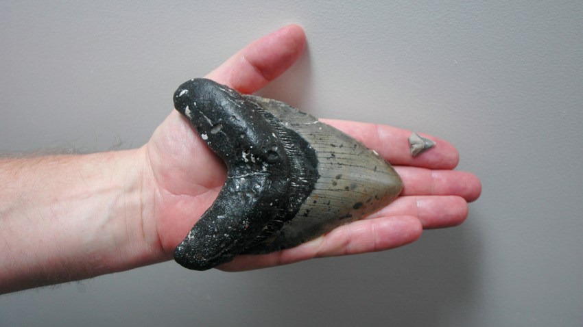 Where to find megalodon shark teeth | Florida by Water: Hunt for Shark