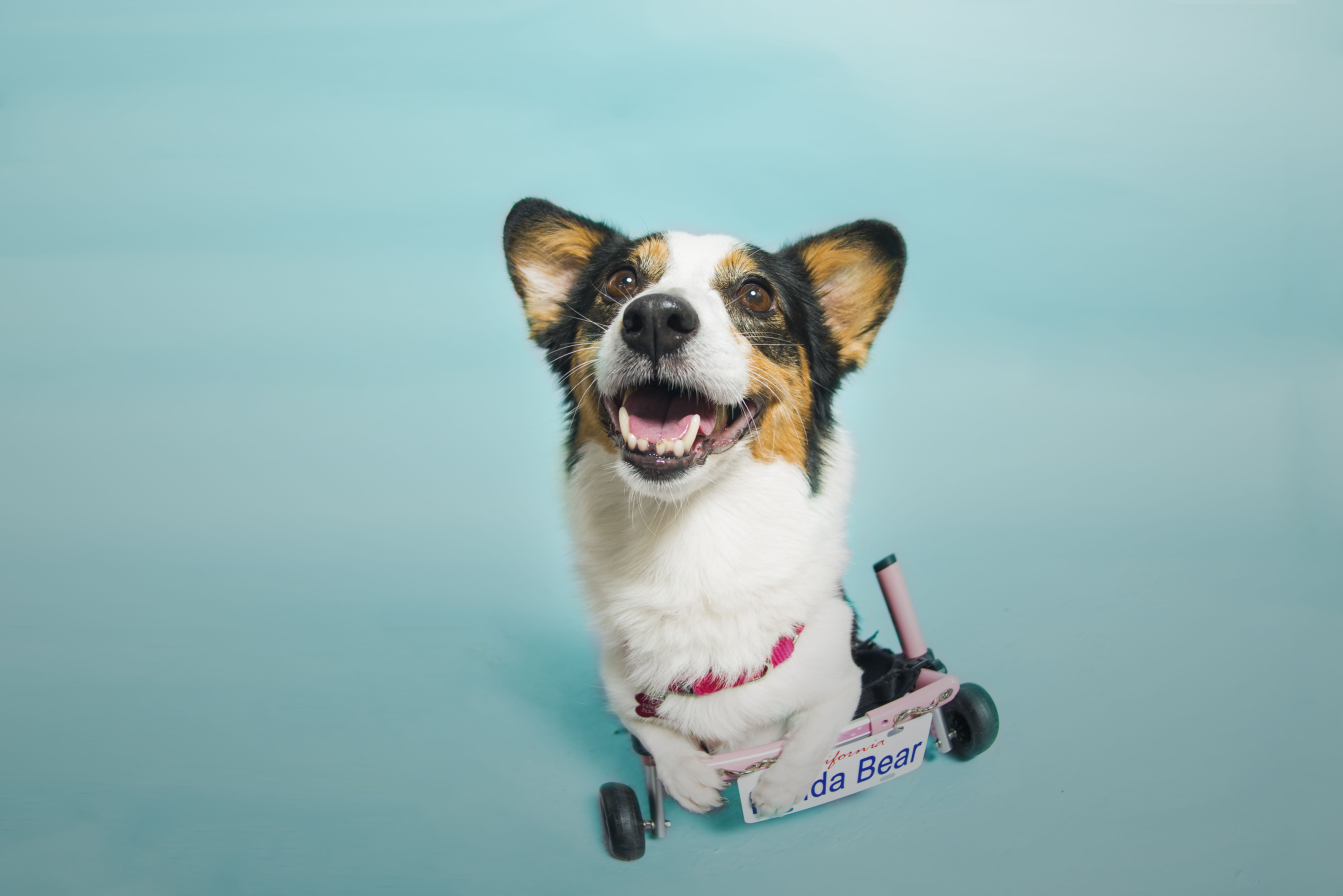 Special Needs Corgis Ready for Their Closeups – NBC 5 Dallas-Fort