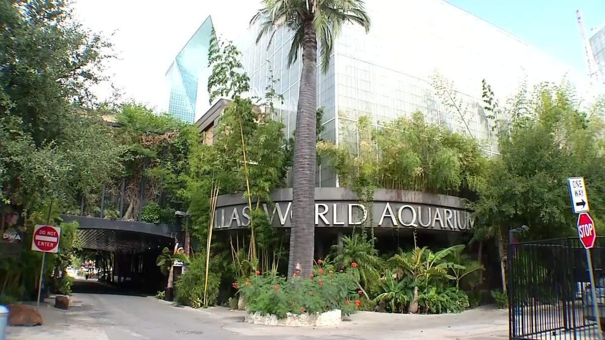 Woman Attacked Outside Dallas World Aquarium NBC 5 DallasFort Worth