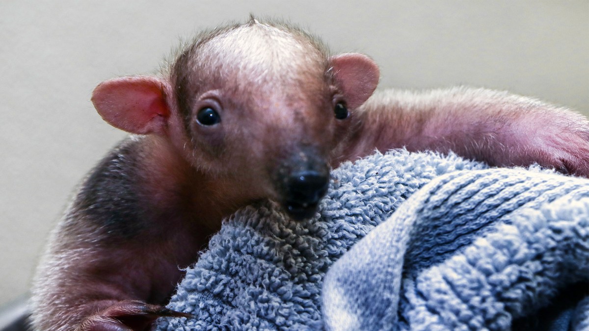 Dallas Zoo Welcomes New Baby Tamandua – NBC 5 Dallas-Fort Worth