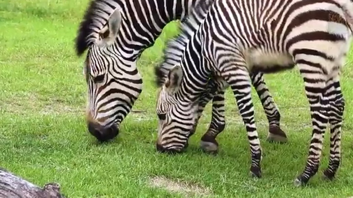 Baby Zebra Makes Debut at Dallas Zoo – NBC 5 Dallas-Fort Worth