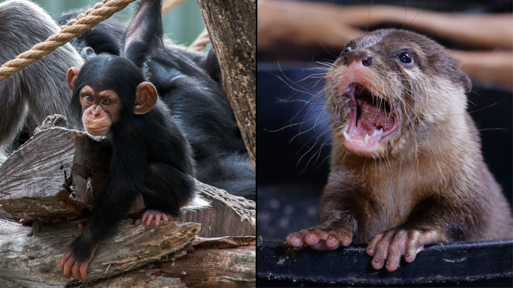 Dallas-Zoo-Chimp-Otter