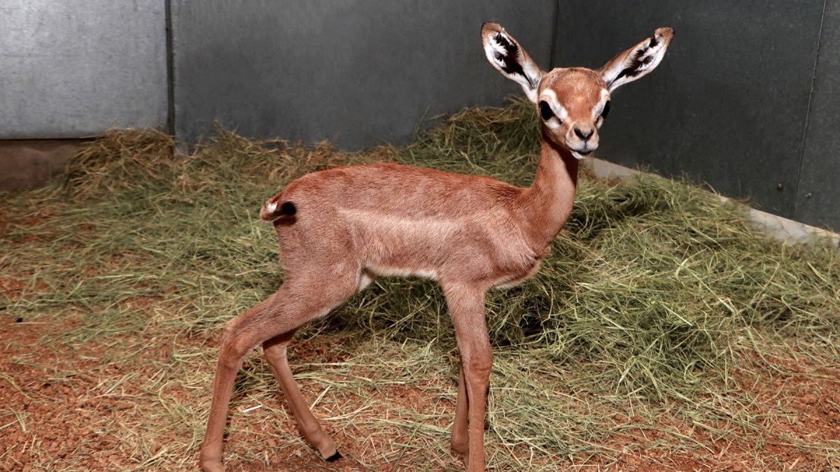 Dallas Zoo Introduces New Gerenuk Calf – NBC 5 Dallas-Fort Worth