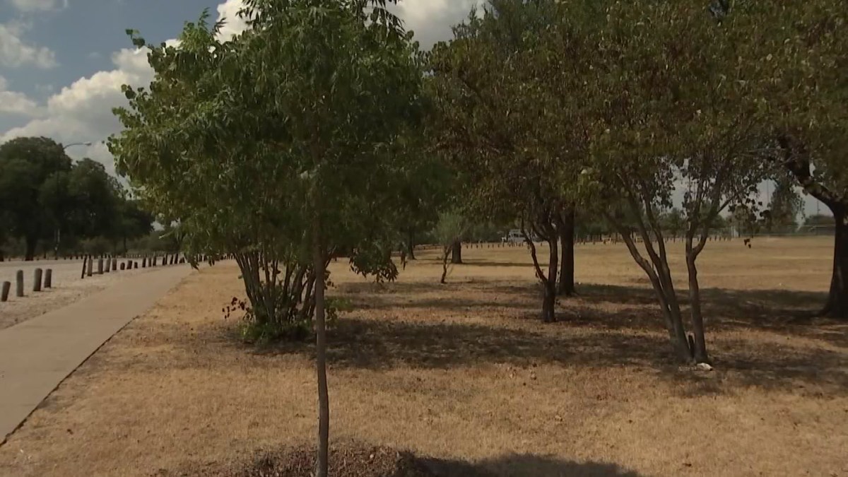 Dallas Plants Trees, But Some Aren’t Getting the Water They Need NBC
