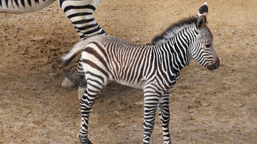 Baby Zebra Is 1st of Its Species Born at Dallas Zoo – NBC 5 Dallas-Fort ...