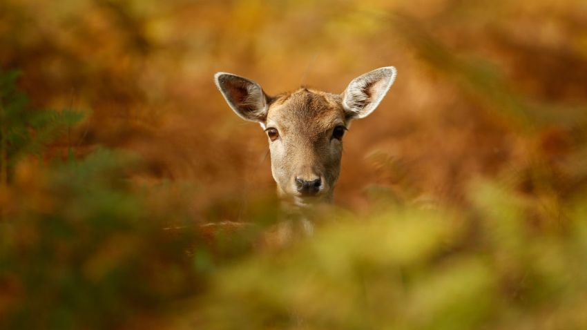 Deer32