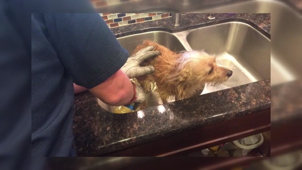 Lewisville Firefighters Rescue Dog Stuck in Drain NBC 5 DallasFort Worth