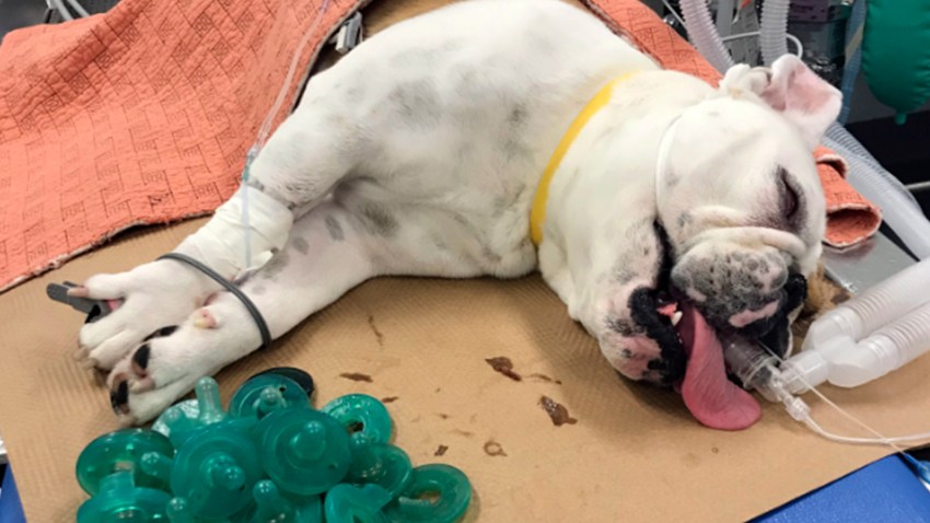 Dog with pacifiers in stomach