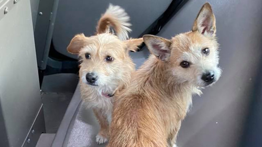 Https Www Nbcdfw Com Entertainment Entertainment News