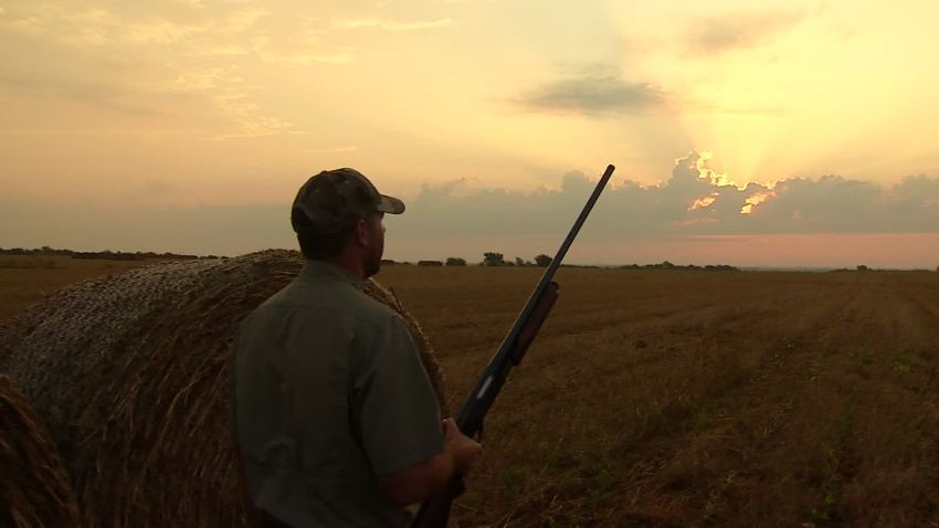 Air rifle dove hunting videos