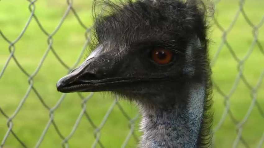 File Emu