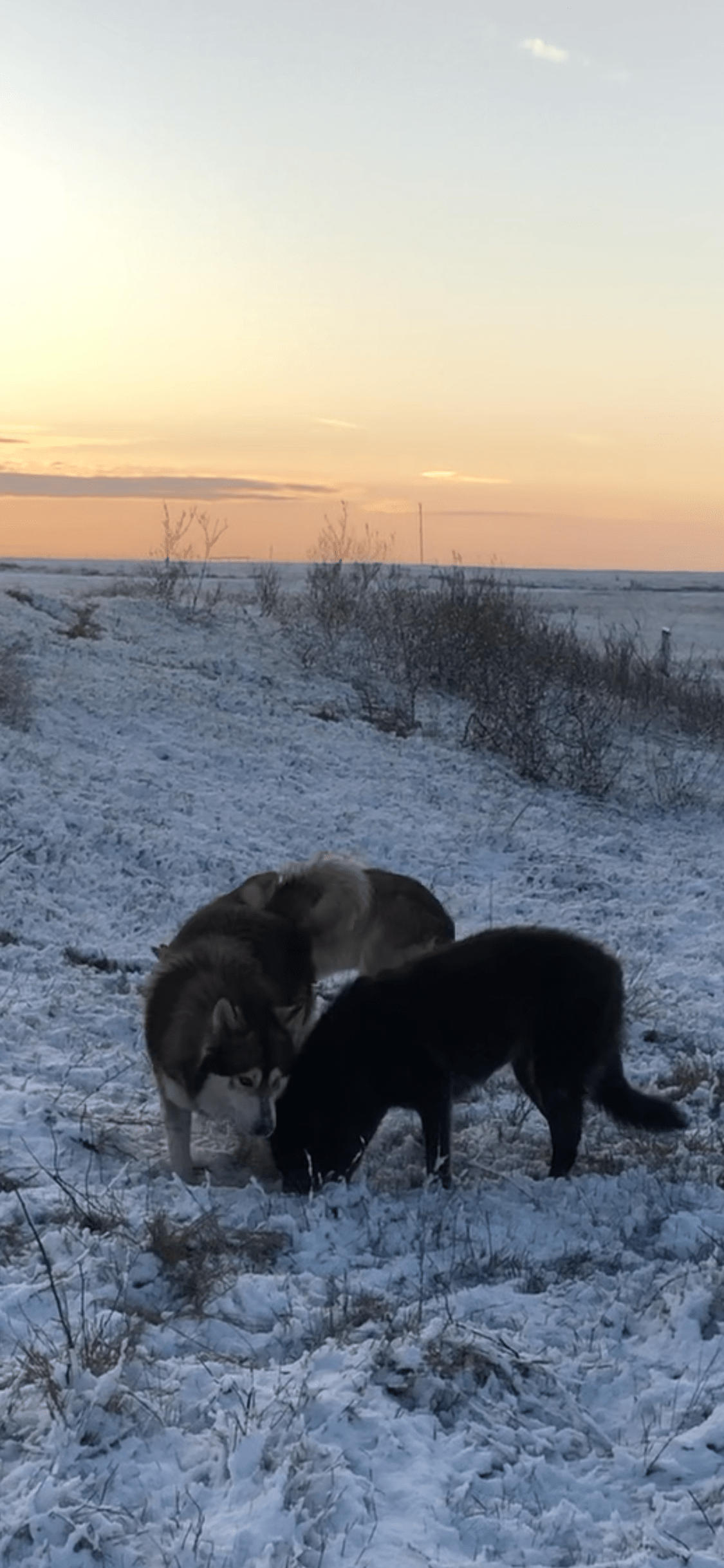 I live just south of a little town called Frost, Texas, 50 miles south of Dallas. We got a little snow last night, this is Jake and Blackie, mixed breed of dogs that love the snow! Jakes first snow!!!