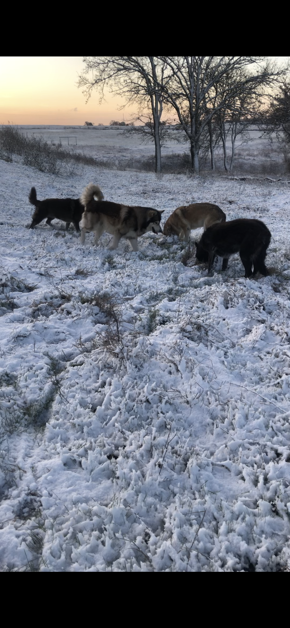 Snow just south of Frost, Texas this morning!  I live a few miles south of Frost, Texas about 50 miles south of Dallas! I have 4 mixed dogs, and one is two years old and never seen snow!!!