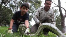 SUNRISE, FLORIDA - JANUARY 10:  Bryan Backs (L) with the help of Jake Travers, from the the Florida Fish and Wildlife Conservation Commission, learns how to capture a python as he participates in a demonstration before potential snake hunters at the start of the Python Bowl 2020 on January 10, 2020 in Sunrise, Florida. The Florida Python Challenge 2020 Python Bowl taking place a few weeks before the Super Bowl being held in Miami Gardens, is a 10-day competition to remove Burmese pythons from the Florida Everglades due to the threat to the delicate ecosystem that they pose as they have no predators and reproduce rapidly. (Photo by Joe Raedle/Getty Images)