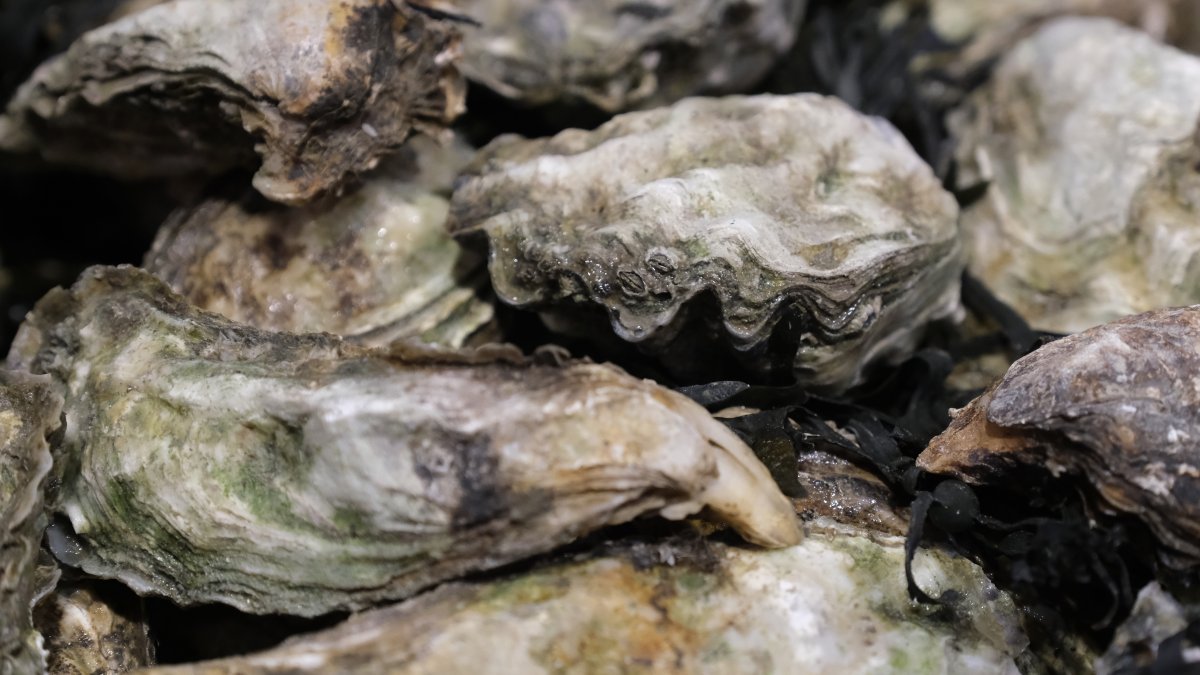 Galveston Bay Oysters Scarce, Season May Be Short Shuckers NBC 5 DallasFort Worth