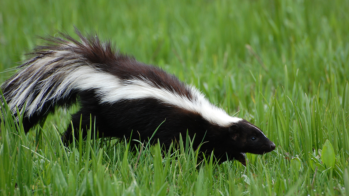 Rabid Skunk Found in North Fort Worth Neighborhood – NBC 5 Dallas-Fort Worth Rabid Skunk Found in North Fort Worth Neighborhood – NBC 5 Dallas-Fort Worth