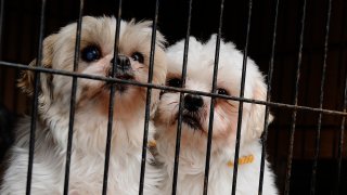 Dogs in cage