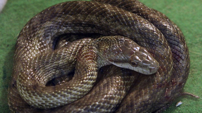 56573798KK014_Snake