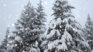 In this file photo, snow falls on tall trees in Alaska.