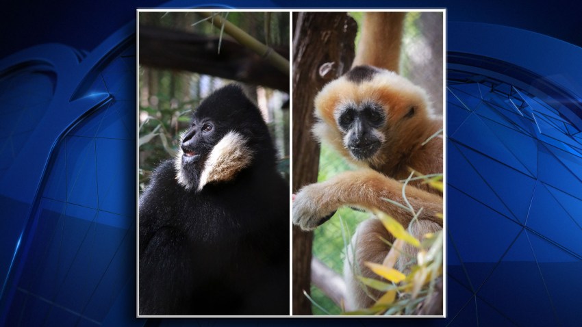 GibbonsDallasZoo