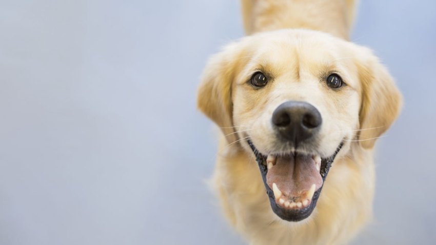 Man On Crusade To Save Shelter Dogs Crosses Country With