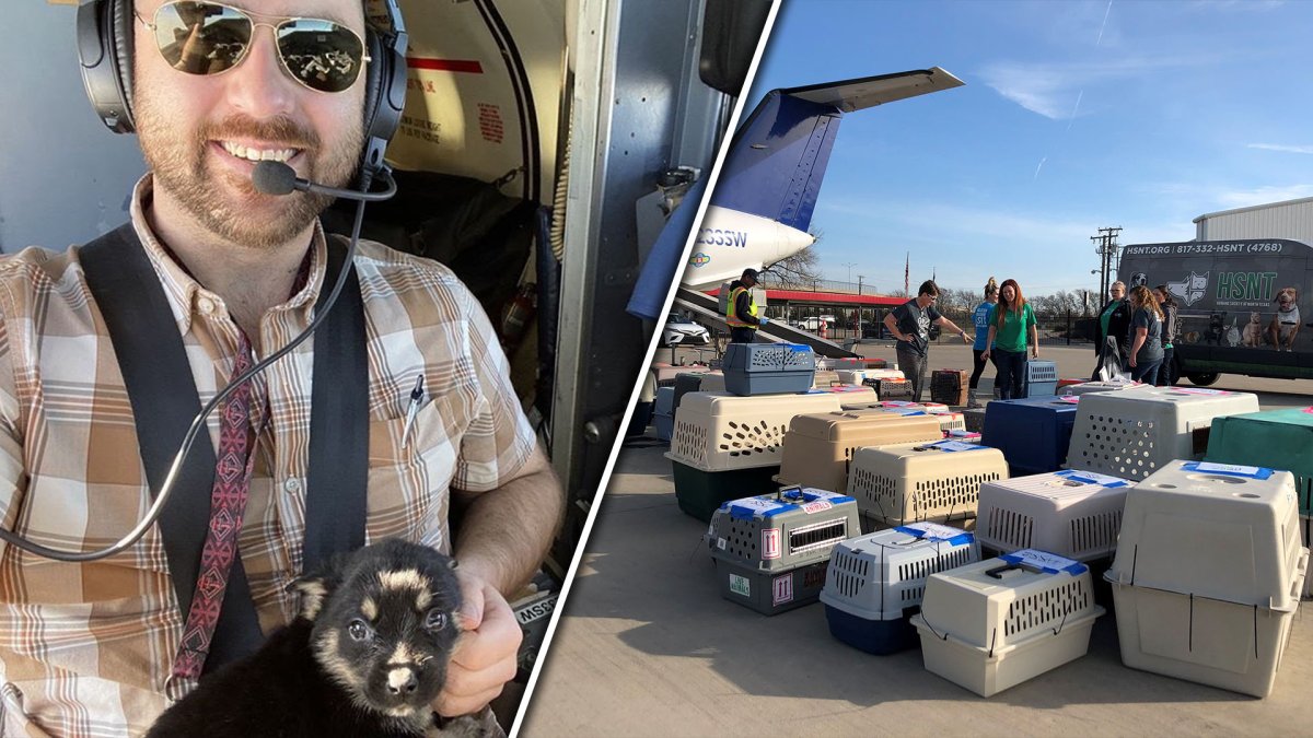 Humane Society Partners With Wings of Rescue to Fly 150 Pets to Forever