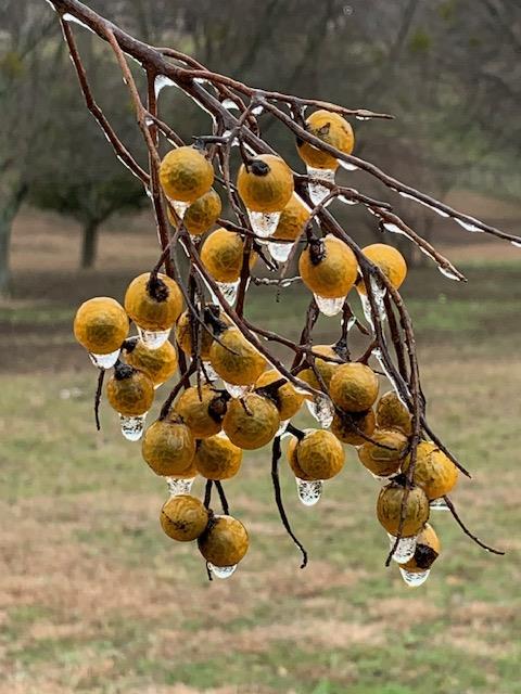 A little ice has formed on the Soapberry tree, We are between Weatherford and Aledo!