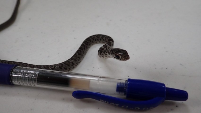 Hawaii Florida Snake Stowaway
