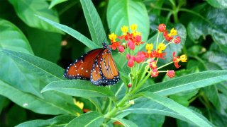 butterfly on flower at heard museum